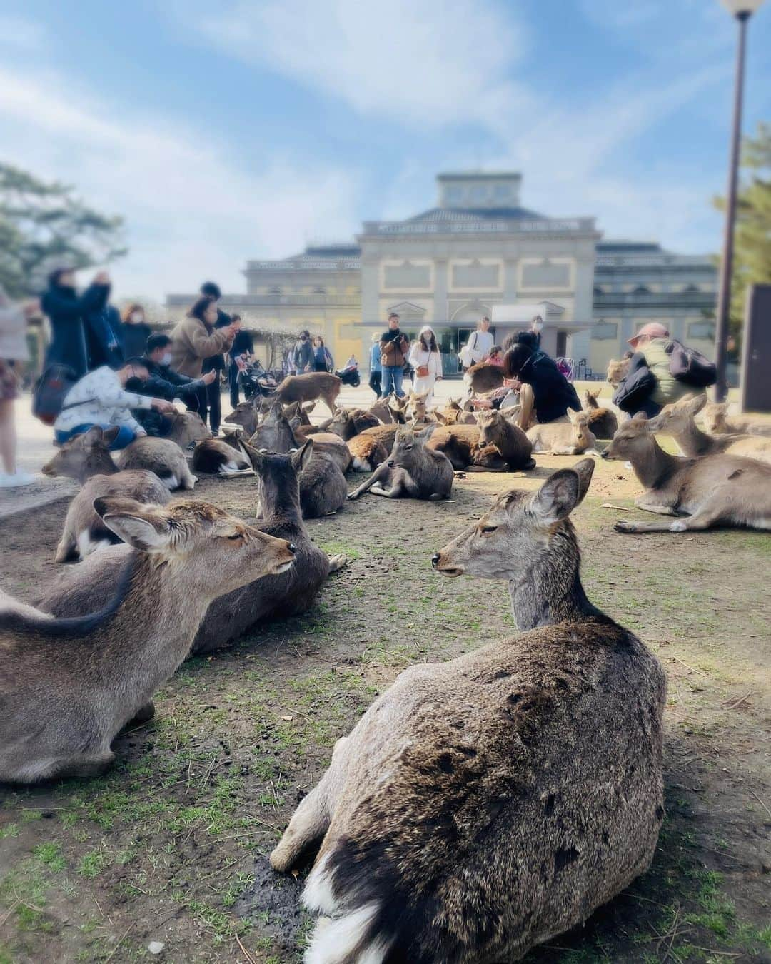 高崎愛梨さんのインスタグラム写真 - (高崎愛梨Instagram)「〜大人の修学旅行2023🦌〜 @yuka_noguchi0108   #修学旅行のしおり 形から入るタイプ #奈良の大仏 貫禄すごーい #東大寺大仏殿  ひろーい #鹿 いすぎー #せんとくん おかげで小顔効果 #奈良たろう  ノリ良すぎなタクシーのおいちゃん笑 親切に観光ガイドしながら目的地に連れてってくれたんだけど(頼んではない)料金3倍だった😇 楽しかったから良しとします笑 #全部が楽しい旅の思い出」2月17日 11時29分 - ai6ai3ai0