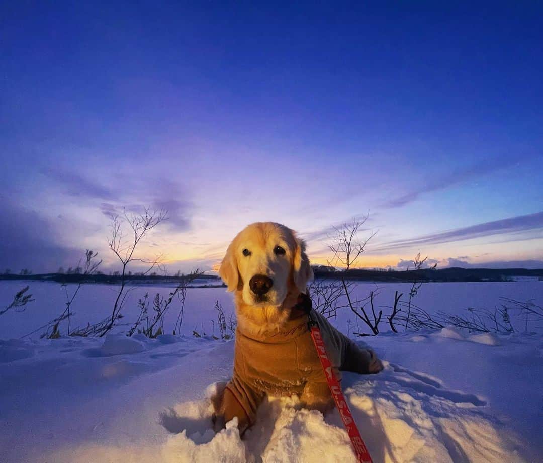 のインスタグラム：「お久しぶりの投稿です。 保護犬すぅちゃんが脳梗塞、胃拡張で入院。 ボスのリンパ腫再発と色々ありバタバタしていました。 明日はすりすり2度目の抜歯手術。 冬は体調を崩す子が多くなりますね💦 でも、ぽんちゃんは元気いっぱいお外遊びです！」