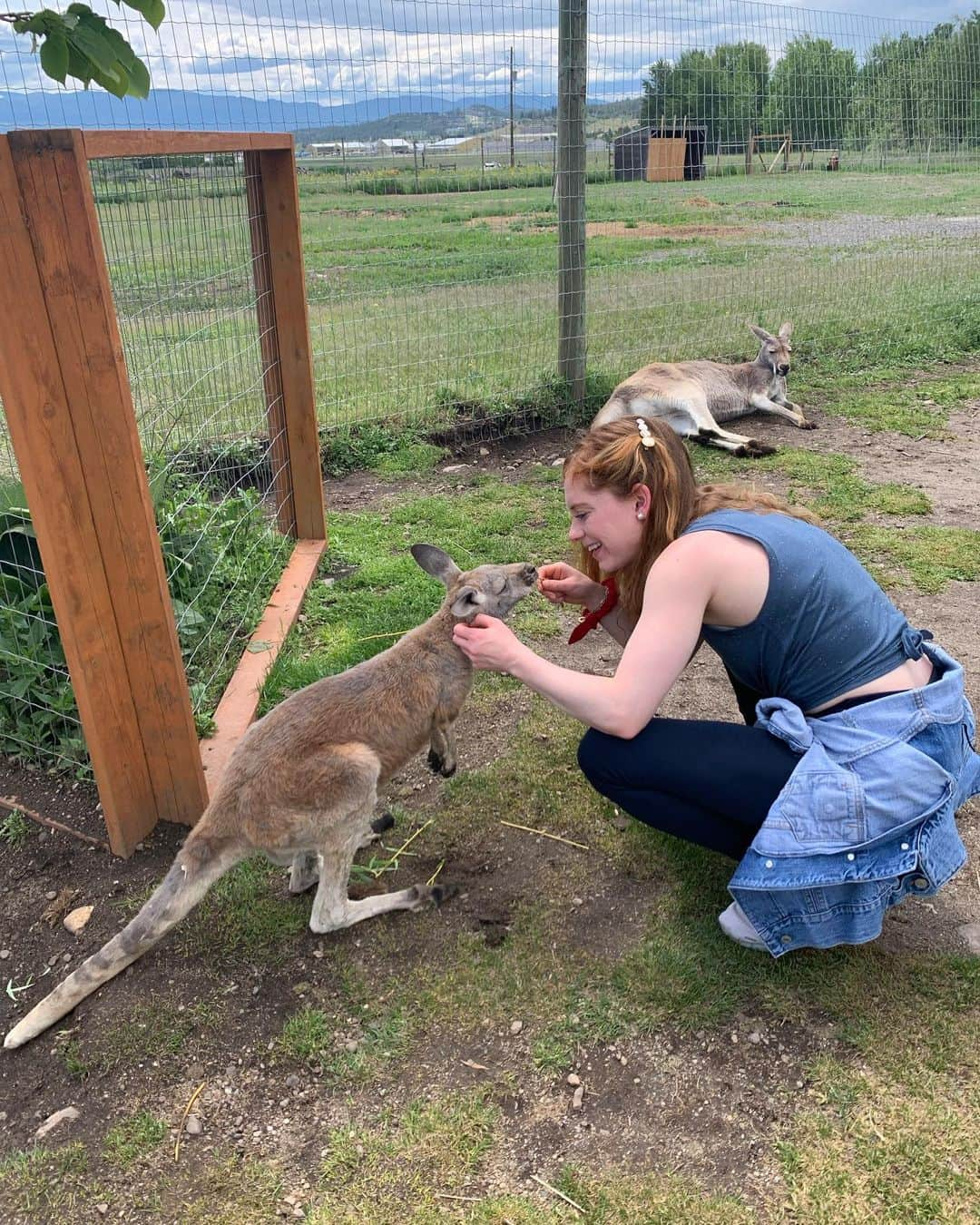 ナターシャ・ピュリッチのインスタグラム：「It was instant friendship....   Can I get a house kangaroo??  #kelowna #kangaroosarecool #natureisneat」