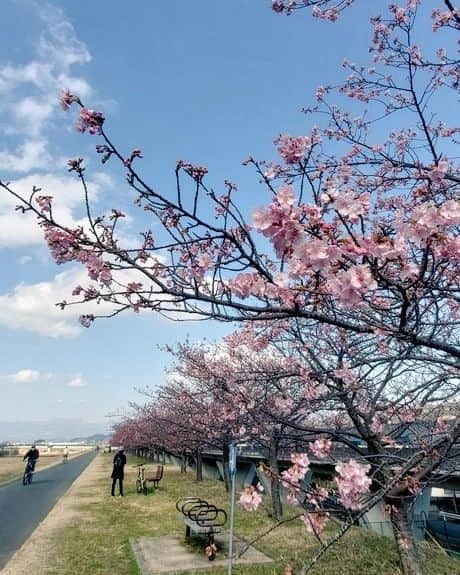 橋本英也さんのインスタグラム写真 - (橋本英也Instagram)「#Sakura #Yamamoto #spring #cherryblossom #🌸 #sakuride #Genki # 春空」2月17日 14時22分 - eiya_hashimoto
