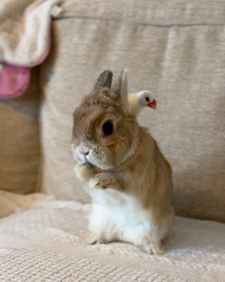うー & なー ❤️ウチムラのインスタグラム：「* かわいい人たち🤍🤎 相変わらず相性がいい2人🐤」