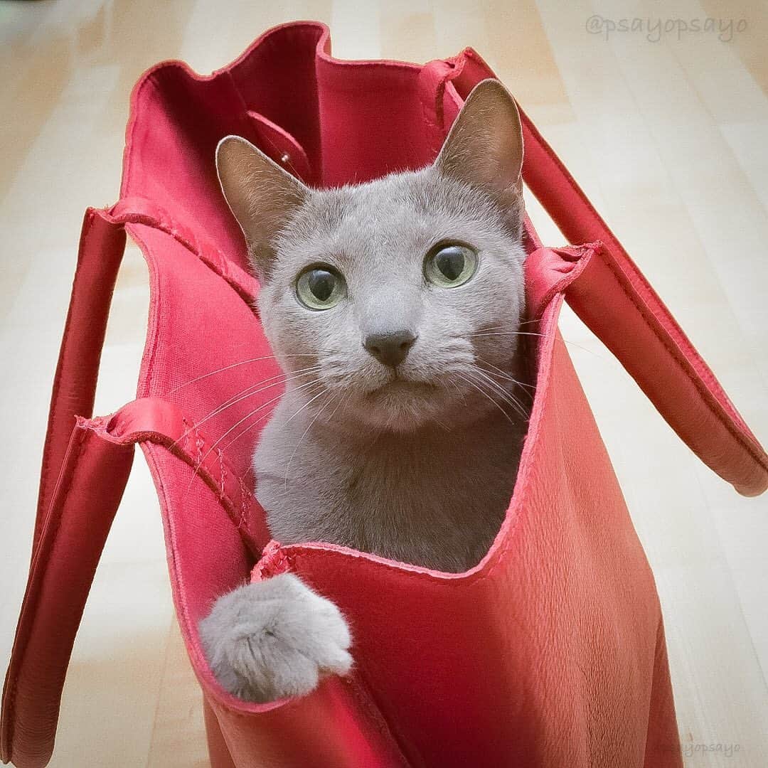 ❤?❤❤❤ Sayo ??❤?❤️❤️❤️さんのインスタグラム写真 - (❤?❤❤❤ Sayo ??❤?❤️❤️❤️Instagram)「皆様に愛されたちゅうぴぃですが、今日2月17日13時45分、天国へと旅立ちました。 18歳と7ヶ月と10日、大往生です。何度も死の淵から蘇りミラクルを私に見せてくれました。闘い続けたちゅうぴぃ、ゆっくり休んで下さい。  明後日2月19日13時半からにゃあみぃと同じ世田谷区にある感応寺からお空に旅立ちます。良かったら皆さんその時間にお空に向かって見送ってやって下さい。  今までちゅうぴぃを応援してくれた沢山の皆様、本当にありがとうございました(飼い主サヨより)  Today, at 1:45 p.m. on February 17, Cyuupy passed away at the age of 18 years, 7 months and 10 days. He had shown me miracles by coming back from the brink of death many times. Please take a good rest, Cyuupy, who has fought so hard for so long.  The day after tomorrow, February 19, at 1:30 p.m., He will leave for the sky from Kanoji Temple in Setagaya Ward, the same place as Nyaamii. Please send him off to the sky at that time if you like.」2月17日 15時16分 - psayopsayo