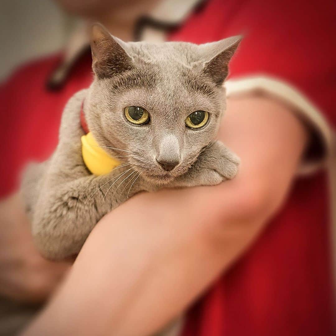 ❤?❤❤❤ Sayo ??❤?❤️❤️❤️さんのインスタグラム写真 - (❤?❤❤❤ Sayo ??❤?❤️❤️❤️Instagram)「皆様に愛されたちゅうぴぃですが、今日2月17日13時45分、天国へと旅立ちました。 18歳と7ヶ月と10日、大往生です。何度も死の淵から蘇りミラクルを私に見せてくれました。闘い続けたちゅうぴぃ、ゆっくり休んで下さい。  明後日2月19日13時半からにゃあみぃと同じ世田谷区にある感応寺からお空に旅立ちます。良かったら皆さんその時間にお空に向かって見送ってやって下さい。  今までちゅうぴぃを応援してくれた沢山の皆様、本当にありがとうございました(飼い主サヨより)  Today, at 1:45 p.m. on February 17, Cyuupy passed away at the age of 18 years, 7 months and 10 days. He had shown me miracles by coming back from the brink of death many times. Please take a good rest, Cyuupy, who has fought so hard for so long.  The day after tomorrow, February 19, at 1:30 p.m., He will leave for the sky from Kanoji Temple in Setagaya Ward, the same place as Nyaamii. Please send him off to the sky at that time if you like.」2月17日 15時16分 - psayopsayo