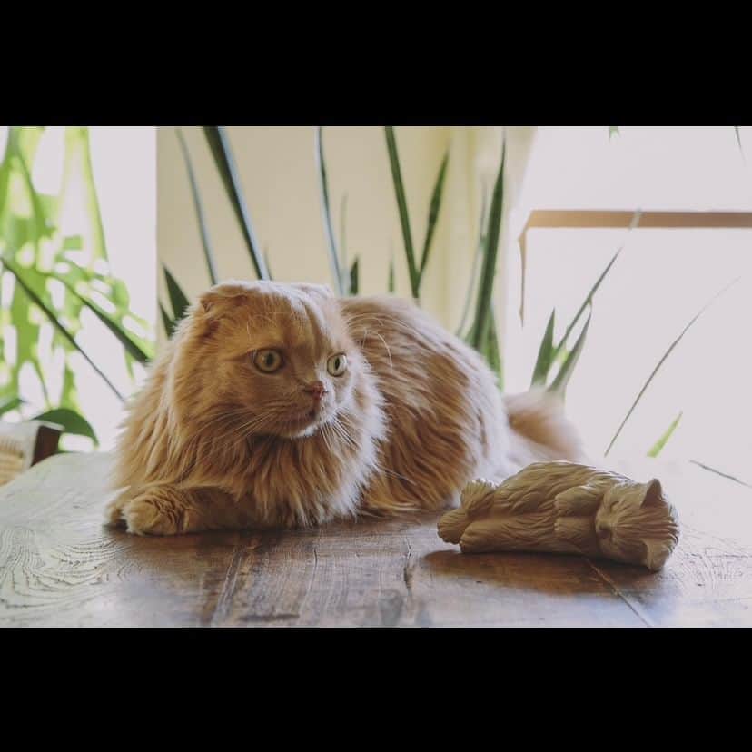 Cat's NapTimeのインスタグラム