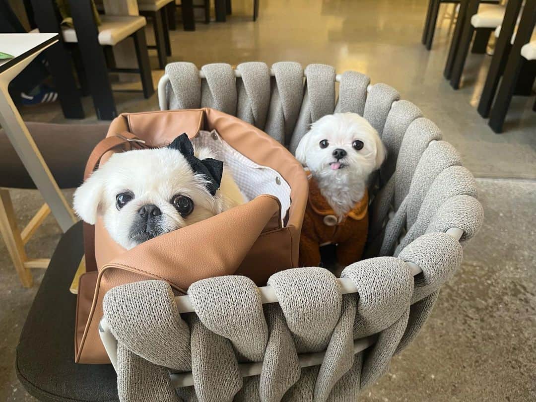 カン・イェウォンのインスタグラム：「보리랑 데이트💕  @kiyomi_bori」