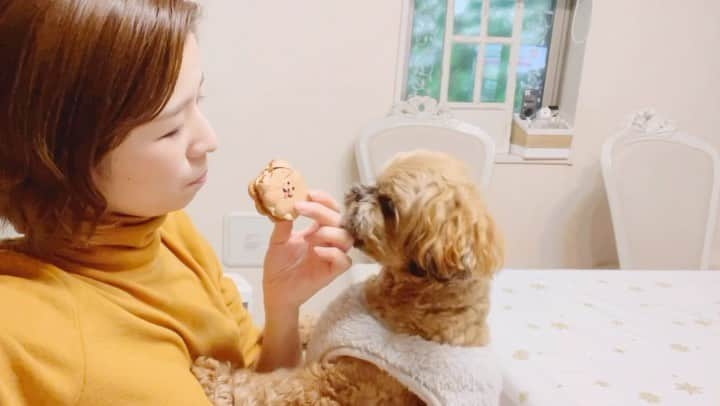 巴山萌菜のインスタグラム：「バレンタインに愛犬に似たマカロンを愛犬の前で食べてみた🐶  #ペキプーのくるくん #ペキプー #ペキニーズ #トイプードル #ミックス犬 #短足犬 #はなぺちゃ犬 #ilovemydog #dogstagram #dog #愛犬 #ミックス犬 #ミックス犬部  #ミックス犬スタグラム #いぬのいる暮らし  #いぬのきもち」