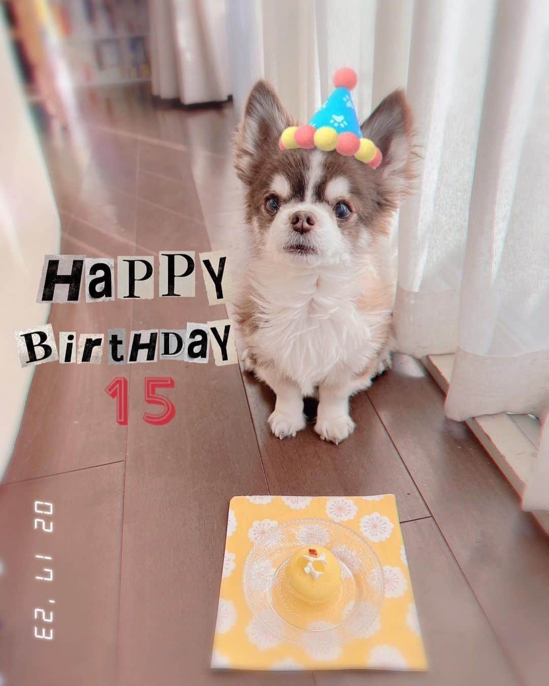 こまけいこのインスタグラム：「ウェイちゃん誕生日🐶 15歳。 (本名ショコラ。呼び名ウェイ。なんでそうなったから説明が長いので省略)  いることが当たり前で癒し。  いつもくっついていてあたたかい。  耳は聞こえないのに私が動くと気配で着いてくる。  1日も長く一緒にいようね。  今年はマカロン風スィートポテト的なおやつでお祝い🎉  おじいさんぽい表情。  熟睡の白目。  朝の定位置。  後の写真はネタ枠。  娘から送られてきたAI加工。  爆笑。  猫いるー！😹  背景をなぜか猫にしたがるし、最後はもう犬が猫🤣 なんでそこ猫になる⁉️ (左下の写真が元写真。見比べてー😂)  可笑しすぎて涙出たよ🐶😹  #ワンコの誕生日　#シニア犬15歳 #aiおもしろすぎ　#なんでそうなる？　#aiが猫推し過ぎる　#猫渋滞　#本棚が猫　#ソファーカバーが猫　#飼ってるのは犬　#いや猫ウケる」