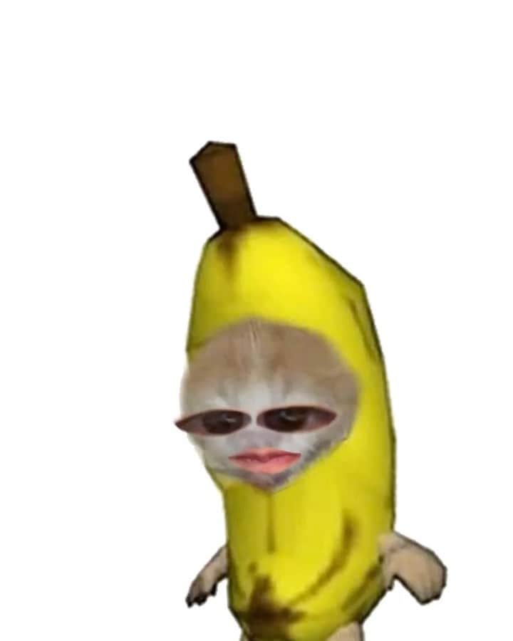 AIのインスタグラム：「My sister turns my baby in to a banana….lol He’s mad!!!🤣🤣🤣  @photoby217 伯母さんにバナナにされたハクボウっw  We love you!!!  And good night to everyone…..⭐️」