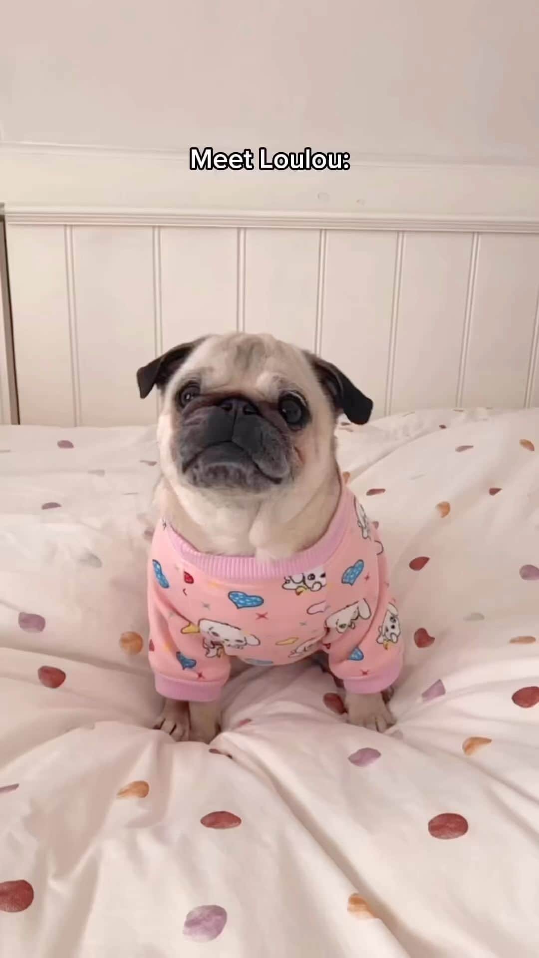 pugsofinstagramのインスタグラム：「@pugloulou Archie needs to try this…」