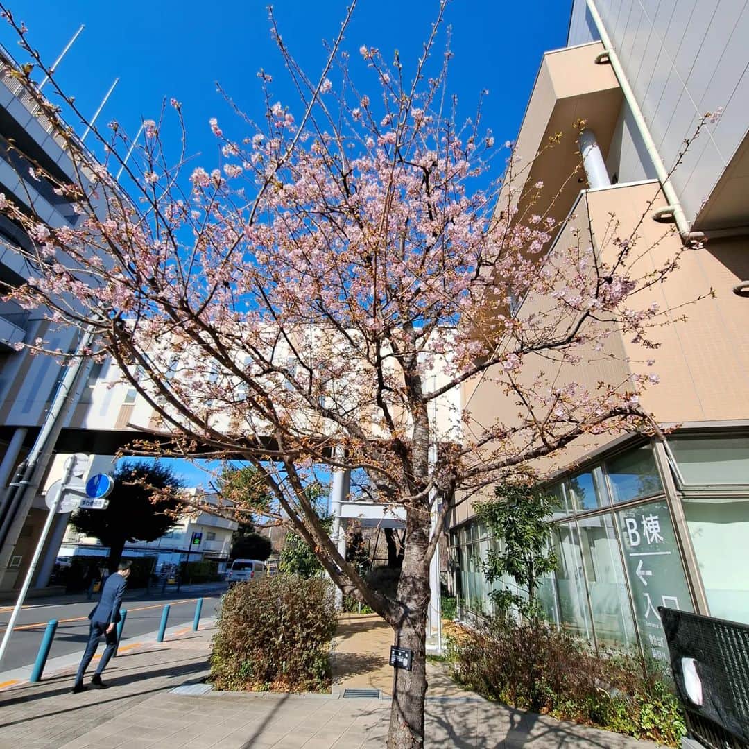 大高洋夫さんのインスタグラム写真 - (大高洋夫Instagram)「河津桜が二分咲き、いや一分！？ 春よ来い」2月18日 0時51分 - hiroo_ohtaka