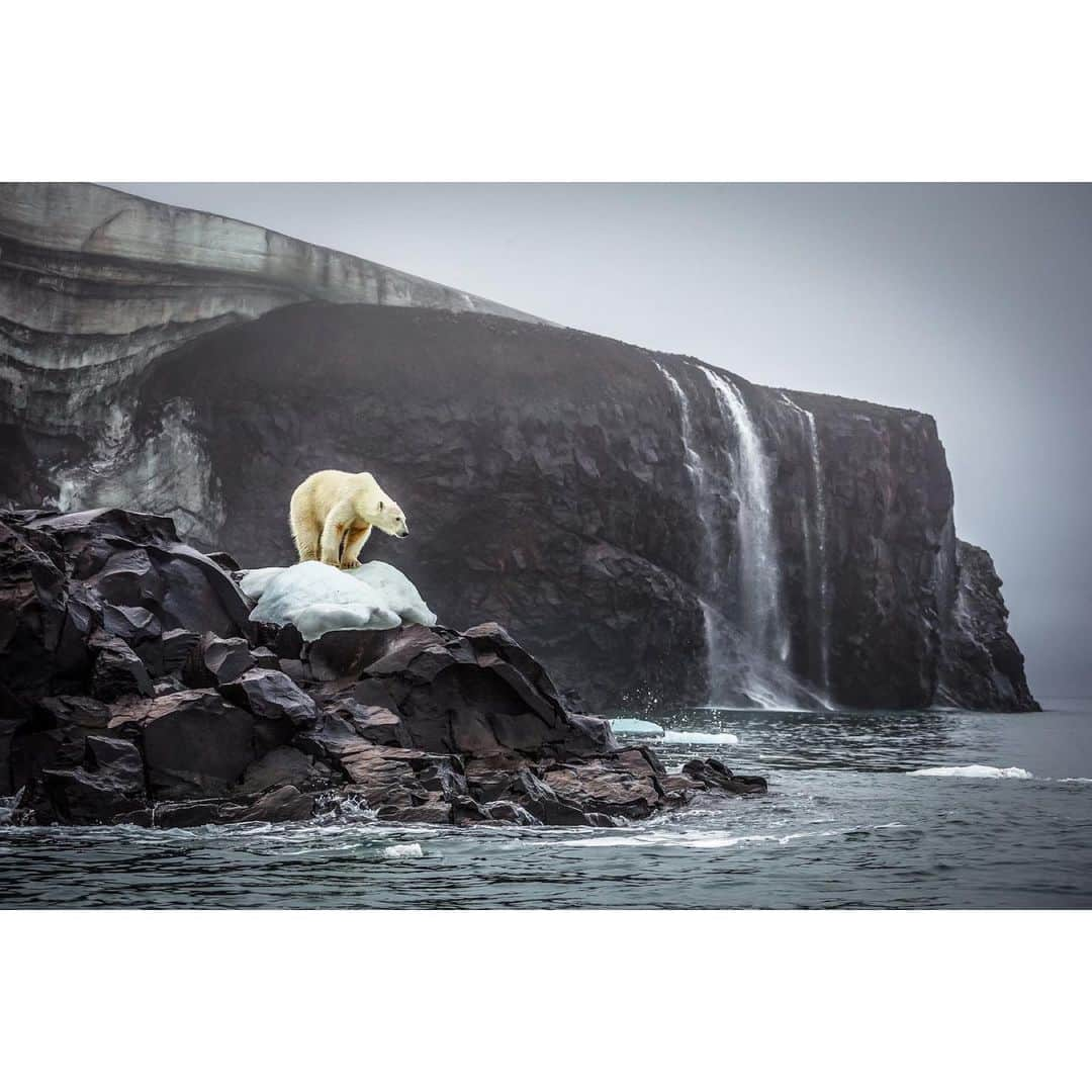 Cory Richardsのインスタグラム：「Link in Bio!!! 20" x 26" (SIGNED + NUMBERED EDITION of 100) 5 color silkscreen print on 100# Cougar Smooth White Paper by the massively talented Ernesto Yerena @ernestoyerena based on one of my favorite images for National Geographic from an expedition to the Franz Josef Land Archipelago.  @amplifierart is joining @natgeo and the Campaign for Nature's conservation 30x30 initiative! This initiative - which is supported by over 100 countries worldwide - seeks to protect at least 30% of the planet’s land and oceans by the year 2030. Increasing the acreage of protected zones will help achieve habitat conservation goals while also reversing the negative impacts of biodiversity decline and climate change.  Each purchase helps us get this artwork and accompanying lesson plans on conservation for FREE into thousands of classrooms across the U.S. and beyond!」