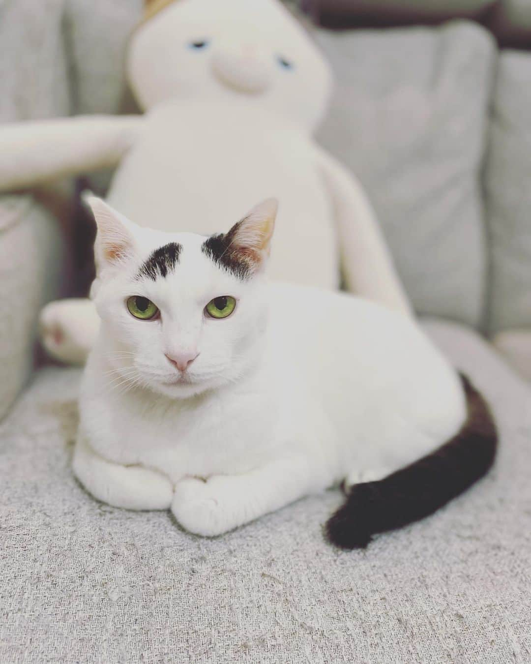 Siznaさんのインスタグラム写真 - (SiznaInstagram)「#dura #cat #づら #猫 #sizna #雑種 #元地域猫 #ヅラ #ヅラ猫 #ヅラ猫部 #にゃんスタグラム #猫変態を増やそうの会 #猫スタンド」2月18日 11時47分 - dura0227