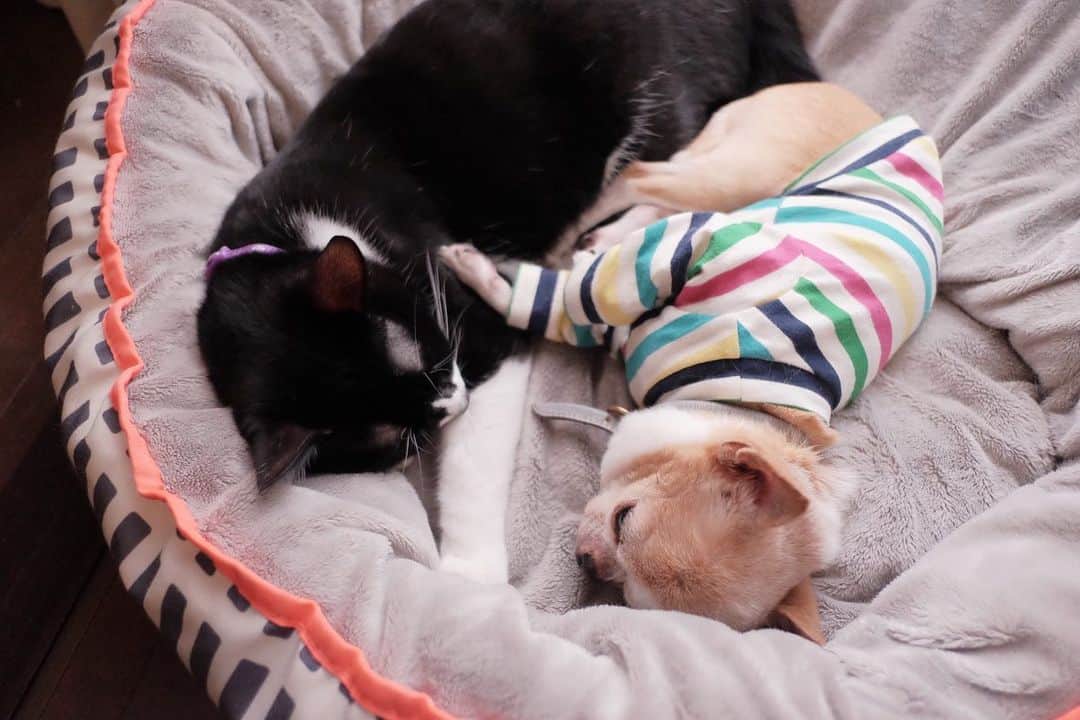 maika_kikitoyjijiさんのインスタグラム写真 - (maika_kikitoyjijiInstagram)「. #といといと ♡ 一緒に寝てるの💤 . でも、喧嘩ばっかしてる😅💦 . . #cat #neko #ねこ #猫 #kitty #保護猫 #ハチワレ猫 #犬と猫のいる暮らし #犬と猫どっちも飼ってると毎日たのしい #いぬとねこ #いぬとねこのいる暮らし」2月18日 12時22分 - maika_kikitoyjiji