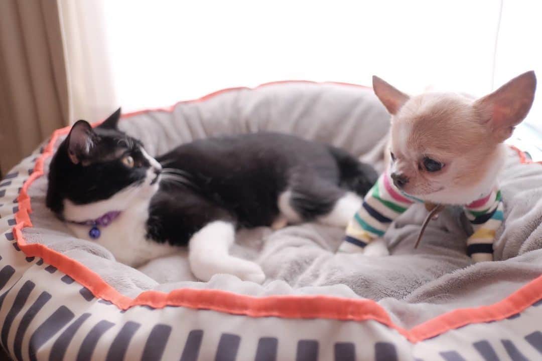 maika_kikitoyjijiさんのインスタグラム写真 - (maika_kikitoyjijiInstagram)「. #といといと ♡ 一緒に寝てるの💤 . でも、喧嘩ばっかしてる😅💦 . . #cat #neko #ねこ #猫 #kitty #保護猫 #ハチワレ猫 #犬と猫のいる暮らし #犬と猫どっちも飼ってると毎日たのしい #いぬとねこ #いぬとねこのいる暮らし」2月18日 12時22分 - maika_kikitoyjiji