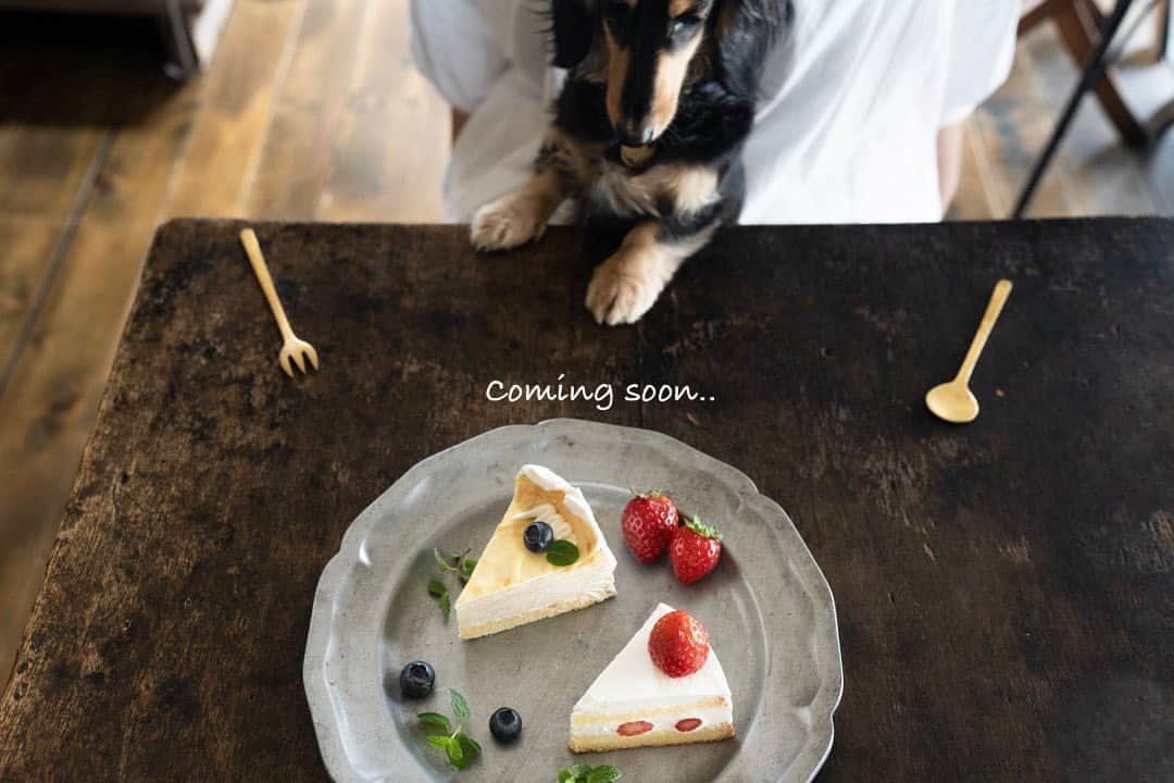 のインスタグラム：「【おしらせ】わんちゃんと一緒に食べれるデザート近日中に販売予定です！ 長い間考えていたことがやっとかたちになってきました、 わんちゃんと飼い主さんが食べても安心、ヘルシーな低糖質低脂肪おやつ、ケーキを考案中です！ 商品について、販売先等詳しくは後日おしらせいたします！  よろしくおねがいいたします。」