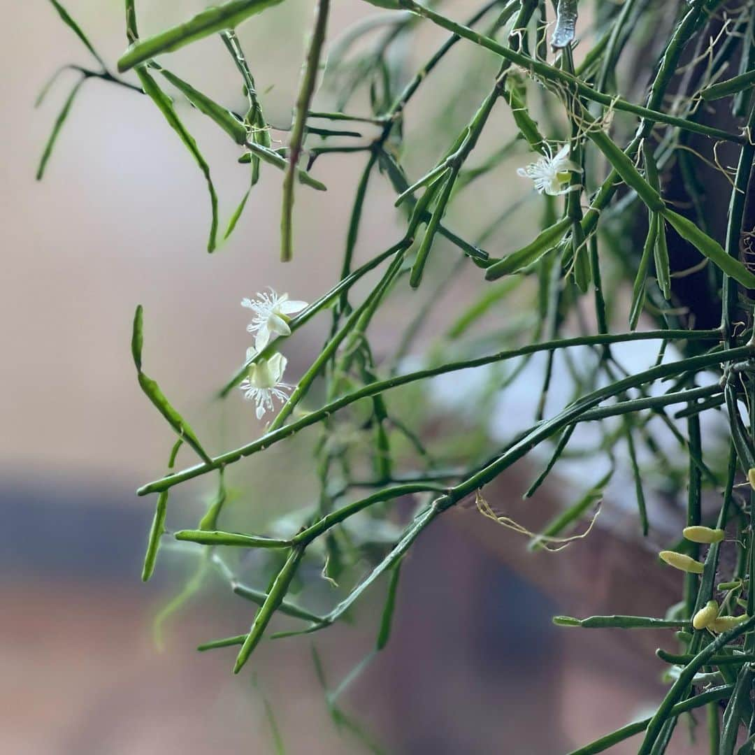 永田琴のインスタグラム：「まさか観葉植物に花が咲くなんて！そして今？！ 朝からホッコリしました🥰  最近は悶々としつつも企画を進めていたので、もうすぐ花咲くよ！って言われた気になりました。  ホッとあまさけにレモンを絞って🍋  今日もがんばろー！ #リプサリス #八海山あまさけ」