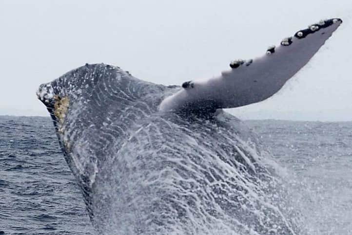 高橋歩さんのインスタグラム写真 - (高橋歩Instagram)「. . 人生初！ クジラと泳いだ！＠奄美大島 . 哺乳類の先輩、やっぱ、さすがだ。 存在感が、圧倒的すぎる！ . 車椅子の子どもたちも一緒に楽しめたので、さらに最高！ そういうの、大好き！ . . #ぴっぴホエールツアー tour guide & photo by @sayupi.pi @marine_sports_amami @hide_diver . . 今回の奄美もそうだけど、最近も、ヤバいツアー、いろいろやってるんだけど、基本、オンラインサロンメンバー向けでさ。 . 5月には、アメリカ西部をキャンピングカーで大冒険！ 9月には、クロアチア、ヴェネチアでの美食＆美色ツアー！ などなど、参加者募集中！ . やばいツアーの他にも、毎月、面白いゲストとの秘密の対談があったり（来週23日のゲストは、大好きなミュージシャン 川崎鷹也！）、リアルでのイベントや飲み会もちょいちょいあって、日本中・世界中の楽しいメンバーとの出逢いが満載なので、興味ある人は、ぜひ、気軽に仲間に加わってね！ . 【 高橋歩オンラインサロン / FREE FACTORY 】 ▶プロフィールページのリンクから！」2月18日 13時52分 - takahashiayumu