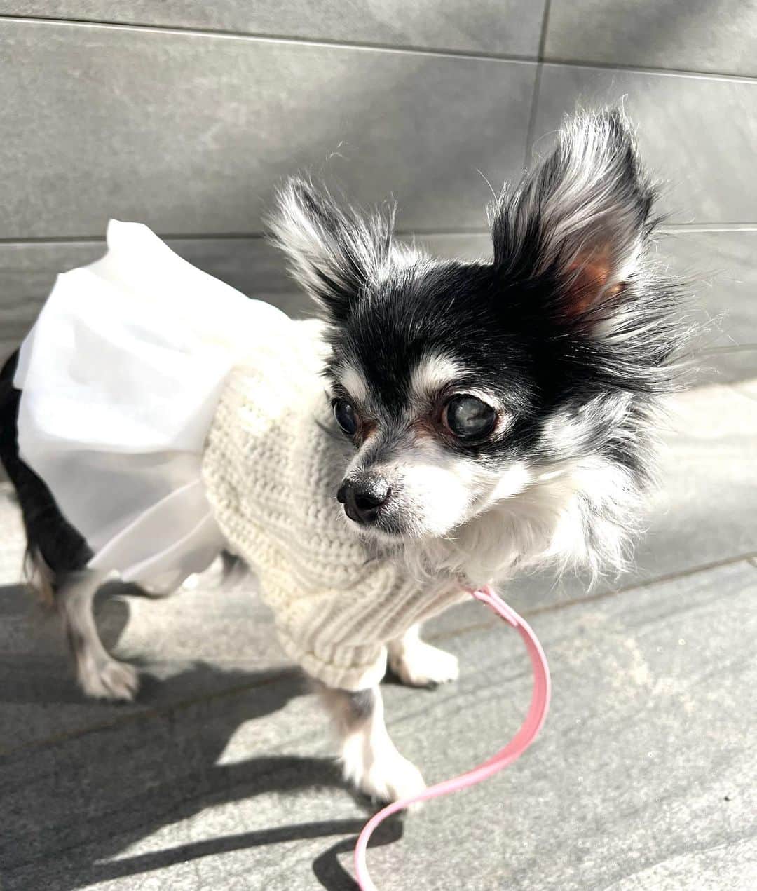 中野公美子のインスタグラム：「お散歩日和〜！🚶‍♀️🐕 ルーナのニットワンピースが めちゃ似合っていて可愛い〜💕  それにモデルさんみたいな ポージング！笑  #チワワ #chihuahua #シニア犬 #チワワ13歳 #お散歩 #ニットワンピ #overglam #可愛い過ぎて奮発した」