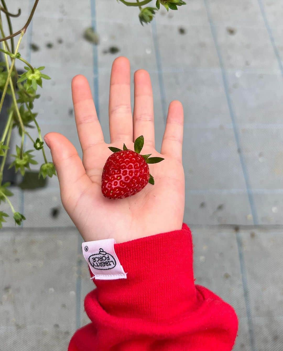 清水わかこさんのインスタグラム写真 - (清水わかこInstagram)「先日、娘念願のいちご狩りへ🍓✨ 動画を撮っていたらたまたま流れてきた音楽が良い雰囲気を出してくれてた☺️(旦那のシャター音が少し気になるが😂)  娘の無邪気に楽しんでる姿とか素直な表情を見るのが1番の幸せ。 この表情見たさにまた色々計画するのが親の楽しみでもあって、、☺️ 今年初の家族旅行は私も娘も初じめて訪れる北海道へ❄️(実のところ娘から雪を見てみたいと数年言われ続けていたのでやっと叶えてあげられる🥹)  沖縄で着る機会は無さそうだけど、先日ユニクロに行って極暖ヒートテックをゲットしてきました😂❤️‍🔥家族全員分買いました👨‍👩‍👧北海道での旦那のファッションが気になりますね←  もう2月半ばだけど、今年は仕事も頑張りながらプライベートも家族で充実した日々を過ごすのが目標☺️🙏 #いちご狩り #strawberry #沖縄 #okinawa #家族旅行」2月18日 14時23分 - wakacham_