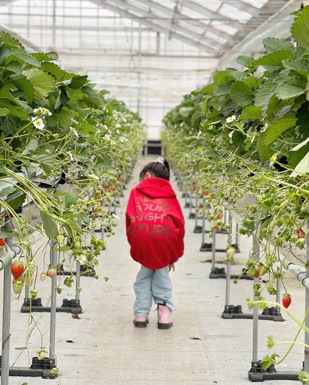 清水わかこさんのインスタグラム写真 - (清水わかこInstagram)「先日、娘念願のいちご狩りへ🍓✨ 動画を撮っていたらたまたま流れてきた音楽が良い雰囲気を出してくれてた☺️(旦那のシャター音が少し気になるが😂)  娘の無邪気に楽しんでる姿とか素直な表情を見るのが1番の幸せ。 この表情見たさにまた色々計画するのが親の楽しみでもあって、、☺️ 今年初の家族旅行は私も娘も初じめて訪れる北海道へ❄️(実のところ娘から雪を見てみたいと数年言われ続けていたのでやっと叶えてあげられる🥹)  沖縄で着る機会は無さそうだけど、先日ユニクロに行って極暖ヒートテックをゲットしてきました😂❤️‍🔥家族全員分買いました👨‍👩‍👧北海道での旦那のファッションが気になりますね←  もう2月半ばだけど、今年は仕事も頑張りながらプライベートも家族で充実した日々を過ごすのが目標☺️🙏 #いちご狩り #strawberry #沖縄 #okinawa #家族旅行」2月18日 14時23分 - wakacham_