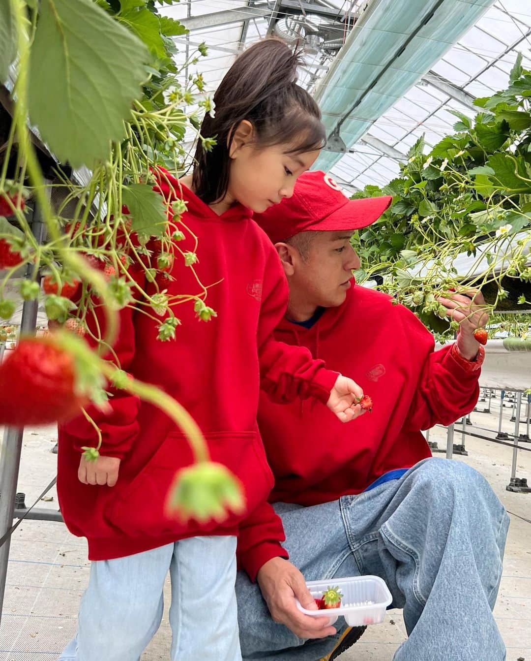 清水わかこさんのインスタグラム写真 - (清水わかこInstagram)「先日、娘念願のいちご狩りへ🍓✨ 動画を撮っていたらたまたま流れてきた音楽が良い雰囲気を出してくれてた☺️(旦那のシャター音が少し気になるが😂)  娘の無邪気に楽しんでる姿とか素直な表情を見るのが1番の幸せ。 この表情見たさにまた色々計画するのが親の楽しみでもあって、、☺️ 今年初の家族旅行は私も娘も初じめて訪れる北海道へ❄️(実のところ娘から雪を見てみたいと数年言われ続けていたのでやっと叶えてあげられる🥹)  沖縄で着る機会は無さそうだけど、先日ユニクロに行って極暖ヒートテックをゲットしてきました😂❤️‍🔥家族全員分買いました👨‍👩‍👧北海道での旦那のファッションが気になりますね←  もう2月半ばだけど、今年は仕事も頑張りながらプライベートも家族で充実した日々を過ごすのが目標☺️🙏 #いちご狩り #strawberry #沖縄 #okinawa #家族旅行」2月18日 14時23分 - wakacham_