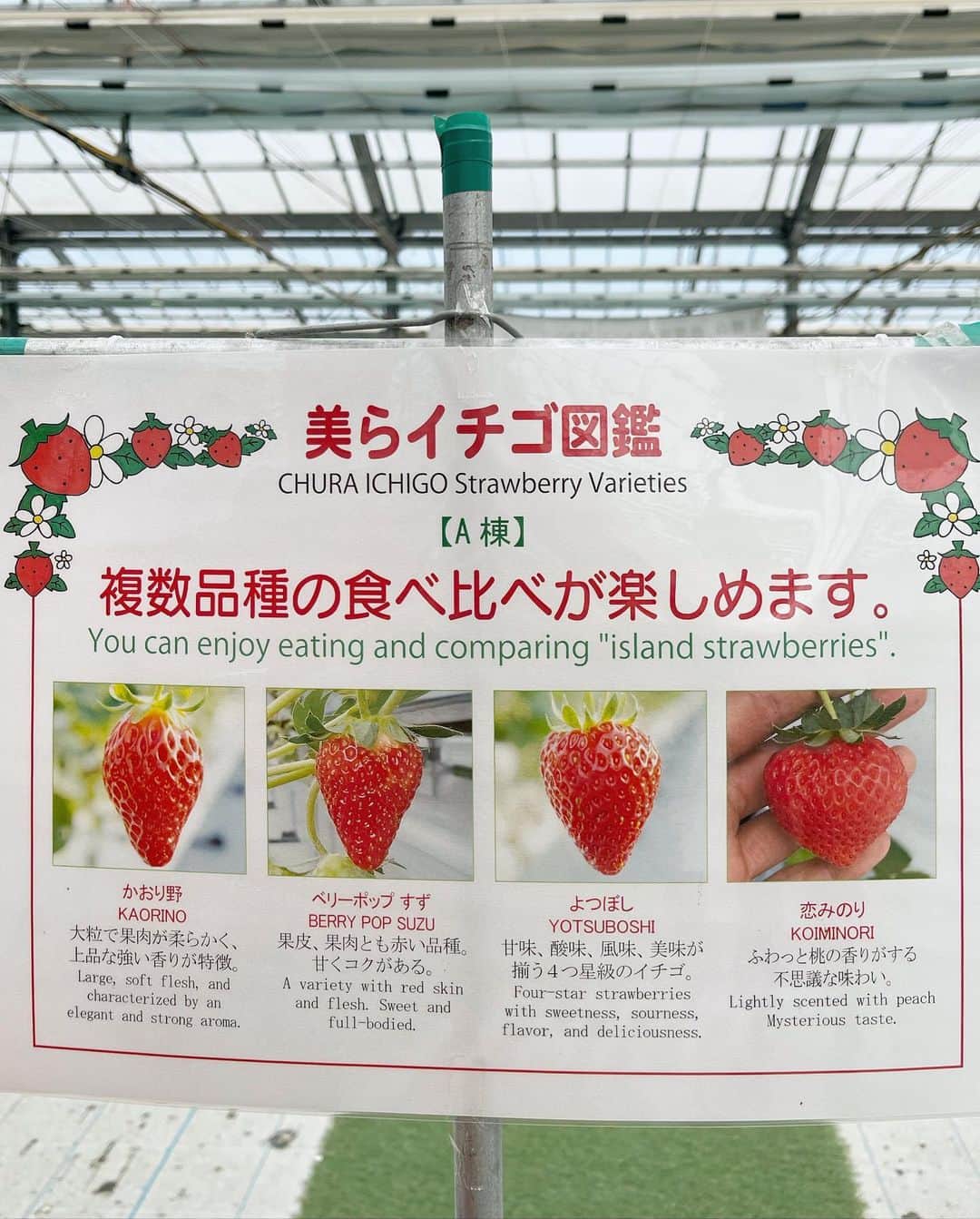 清水わかこさんのインスタグラム写真 - (清水わかこInstagram)「先日、娘念願のいちご狩りへ🍓✨ 動画を撮っていたらたまたま流れてきた音楽が良い雰囲気を出してくれてた☺️(旦那のシャター音が少し気になるが😂)  娘の無邪気に楽しんでる姿とか素直な表情を見るのが1番の幸せ。 この表情見たさにまた色々計画するのが親の楽しみでもあって、、☺️ 今年初の家族旅行は私も娘も初じめて訪れる北海道へ❄️(実のところ娘から雪を見てみたいと数年言われ続けていたのでやっと叶えてあげられる🥹)  沖縄で着る機会は無さそうだけど、先日ユニクロに行って極暖ヒートテックをゲットしてきました😂❤️‍🔥家族全員分買いました👨‍👩‍👧北海道での旦那のファッションが気になりますね←  もう2月半ばだけど、今年は仕事も頑張りながらプライベートも家族で充実した日々を過ごすのが目標☺️🙏 #いちご狩り #strawberry #沖縄 #okinawa #家族旅行」2月18日 14時23分 - wakacham_
