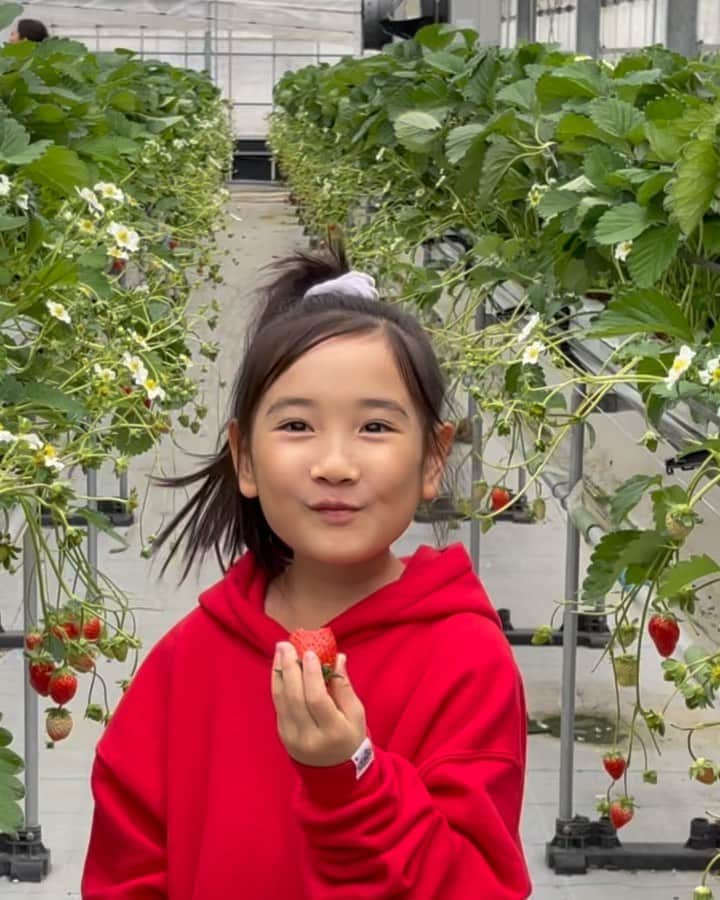 清水わかこのインスタグラム：「先日、娘念願のいちご狩りへ🍓✨ 動画を撮っていたらたまたま流れてきた音楽が良い雰囲気を出してくれてた☺️(旦那のシャター音が少し気になるが😂)  娘の無邪気に楽しんでる姿とか素直な表情を見るのが1番の幸せ。 この表情見たさにまた色々計画するのが親の楽しみでもあって、、☺️ 今年初の家族旅行は私も娘も初じめて訪れる北海道へ❄️(実のところ娘から雪を見てみたいと数年言われ続けていたのでやっと叶えてあげられる🥹)  沖縄で着る機会は無さそうだけど、先日ユニクロに行って極暖ヒートテックをゲットしてきました😂❤️‍🔥家族全員分買いました👨‍👩‍👧北海道での旦那のファッションが気になりますね←  もう2月半ばだけど、今年は仕事も頑張りながらプライベートも家族で充実した日々を過ごすのが目標☺️🙏 #いちご狩り #strawberry #沖縄 #okinawa #家族旅行」