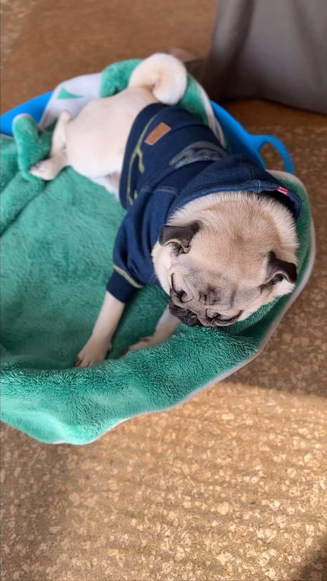 gontaのインスタグラム：「Happy Saturday #keelyafternoontea #Gonta3#speakoug #smilinpugs #pugjapn #pug #love#pugsofinstagram #zerozeropug #skateboardpug #pugshit #instpug #worldofpug」
