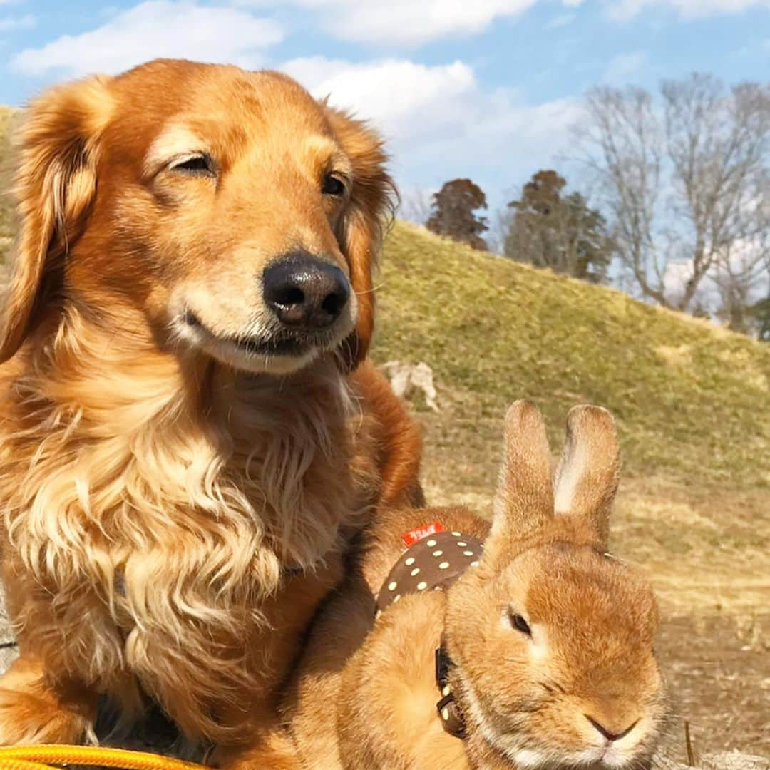 Chieko Shibutaさんのインスタグラム写真 - (Chieko ShibutaInstagram)「たろー🐶&うじゃこ🐰です☀️ 4回目の月命日　昨日17日 お空から こんにちは🐶🌈 空に近い所でケンタッキー🍗 ランチ会🐶🍗👩🐰 ご馳走様🙏 お空に帰るね🐶🌈またね👋  こんな会話聞こえてきそう♪  3回目は　ふとやってくる淋しさが‥でひっそりと🍗でした　  たろーより。 ママは、僕🐶の写真、一枚も🏠で飾ってない⤵︎ まだ、無理なんだって⤵︎ 携帯の待受は　ボク🐶なのにね😊  ✨🐰🍀🐶✨ #わんこの散歩 #dachshund #dachshunds #dachshundlove #dog #dogs #doglove #instadog #instagram #instagood #pet #pets #petsagram #cute #cutepe #cutepet #cutedog #cuteanimals #likes #smile #rabbit #ラビット #ミニュチュア #ミニュチュアダックス  #ミニュチュアダックスフント #うさぎ部 #うさぎ #ダックス #ダックスフンド#会いたい」2月18日 15時27分 - chieko.81