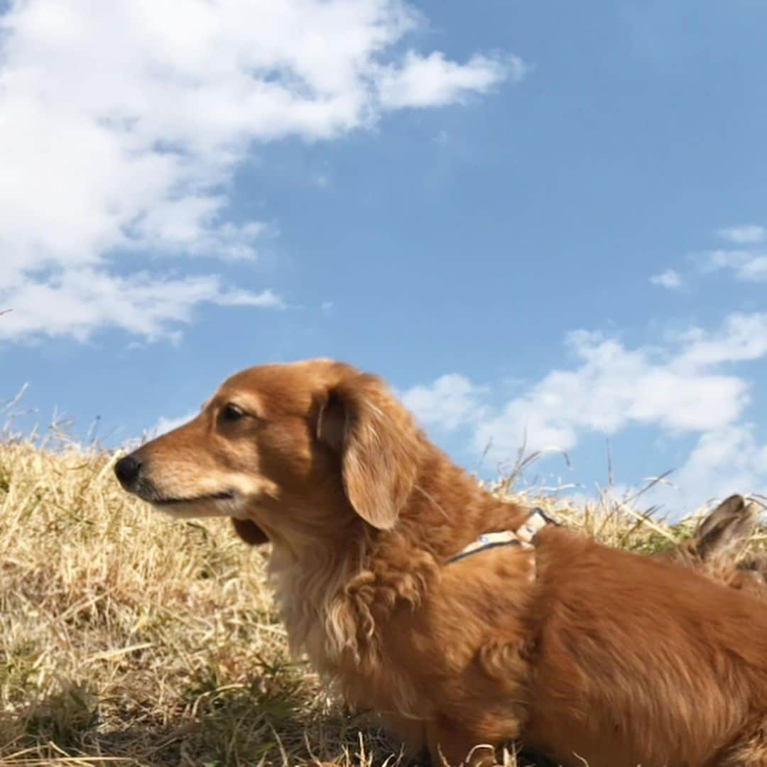 Chieko Shibutaさんのインスタグラム写真 - (Chieko ShibutaInstagram)「たろー🐶&うじゃこ🐰です☀️ 4回目の月命日　昨日17日 お空から こんにちは🐶🌈 空に近い所でケンタッキー🍗 ランチ会🐶🍗👩🐰 ご馳走様🙏 お空に帰るね🐶🌈またね👋  こんな会話聞こえてきそう♪  3回目は　ふとやってくる淋しさが‥でひっそりと🍗でした　  たろーより。 ママは、僕🐶の写真、一枚も🏠で飾ってない⤵︎ まだ、無理なんだって⤵︎ 携帯の待受は　ボク🐶なのにね😊  ✨🐰🍀🐶✨ #わんこの散歩 #dachshund #dachshunds #dachshundlove #dog #dogs #doglove #instadog #instagram #instagood #pet #pets #petsagram #cute #cutepe #cutepet #cutedog #cuteanimals #likes #smile #rabbit #ラビット #ミニュチュア #ミニュチュアダックス  #ミニュチュアダックスフント #うさぎ部 #うさぎ #ダックス #ダックスフンド#会いたい」2月18日 15時27分 - chieko.81