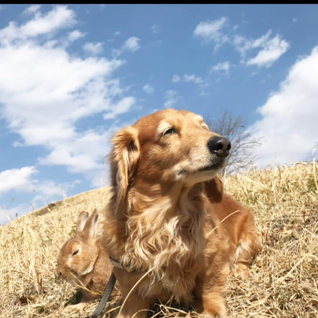 Chieko Shibutaさんのインスタグラム写真 - (Chieko ShibutaInstagram)「たろー🐶&うじゃこ🐰です☀️ 4回目の月命日　昨日17日 お空から こんにちは🐶🌈 空に近い所でケンタッキー🍗 ランチ会🐶🍗👩🐰 ご馳走様🙏 お空に帰るね🐶🌈またね👋  こんな会話聞こえてきそう♪  3回目は　ふとやってくる淋しさが‥でひっそりと🍗でした　  たろーより。 ママは、僕🐶の写真、一枚も🏠で飾ってない⤵︎ まだ、無理なんだって⤵︎ 携帯の待受は　ボク🐶なのにね😊  ✨🐰🍀🐶✨ #わんこの散歩 #dachshund #dachshunds #dachshundlove #dog #dogs #doglove #instadog #instagram #instagood #pet #pets #petsagram #cute #cutepe #cutepet #cutedog #cuteanimals #likes #smile #rabbit #ラビット #ミニュチュア #ミニュチュアダックス  #ミニュチュアダックスフント #うさぎ部 #うさぎ #ダックス #ダックスフンド#会いたい」2月18日 15時27分 - chieko.81