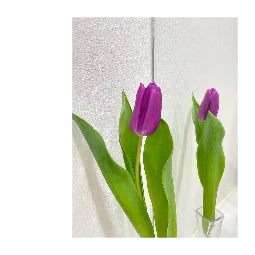 大島璃音さんのインスタグラム写真 - (大島璃音Instagram)「🌷  立春を迎えたのでずっと我慢していたチューリップを🌷 ただ、まだ春本番ではないので 色味は落ち着いたものにしました💭」2月18日 15時35分 - rinon_ohshima