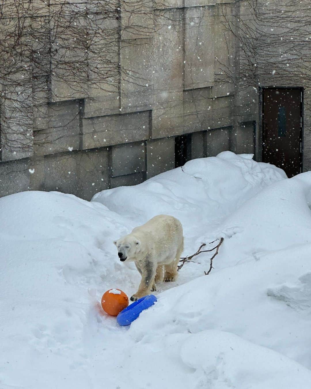 小嶋彩音さんのインスタグラム写真 - (小嶋彩音Instagram)「ㅤㅤㅤㅤㅤㅤㅤㅤㅤㅤㅤㅤㅤ こんなに積もった雪見たのは初めてで 歩いてるだけで楽しかった❄️」2月18日 19時32分 - ayanekojima_
