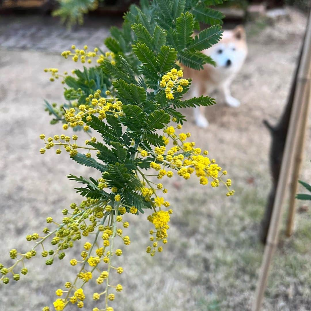 マル子のインスタグラム：「庭のミモザがポンッと弾けて開花宣言🐣 やはり山の上の我が家は咲くのが少し遅いようですねw  #マル子  #ミモザ  #ギンヨウアカシア」