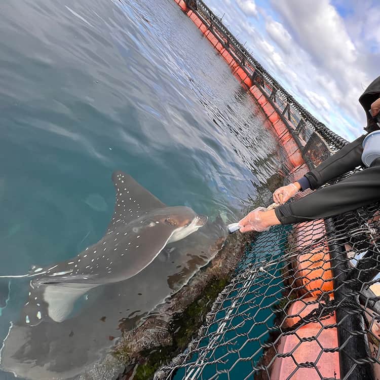 Okinawa Marriott Resort & Spa 【公式】さんのインスタグラム写真 - (Okinawa Marriott Resort & Spa 【公式】Instagram)「【マンタやサメの飼育観察体験ツアー付宿泊プラン】で、 水族館とはひと味違う大迫力のネイチャーショーを。  沖縄美ら海水族館のすぐ近くで開催されている、 マンタやサメの飼育観察体験ツアー付きのツアーの 予約をスタートしました。  美しい海の上で、 飼育スタッフの解説を聞きながら、観察したり、 サメやエイへのエサをやったり。  子どもから大人まで、 貴重な体験になること間違いなし！  体験後は車で10分の美ら海水族館へ。 ツアーには、水族館の入場チケットなどの特典もセットになっています。  アクティビティについて詳しくは、  @okinawa.oriental.hotel プロフィールから ウェブサイトをご確認ください。  Our latest accommodation plan includes a Manta & Shark Breeding Observation experience tour. This is a show quite different from an aquarium.  There is a manta ray and shark breeding tour available very close to Okinawa Churaumi Aquaium which we have included as an experience for an accommodation plan. You will be able to watch and feed sharks and rays right out on the ocean while listening to a explanation from the staff who work there. There is no doubt this will be a valuable educational experience for everyone from children to adults!  Admission tickets for Churaumi Aquarium are also included as a benefit of the tour. As it is only 10 minutes away by car, we recommend you go there after the tour.  #美ら海水族館マンタ #沖縄マンタ  #美ら海水族館ツアー #沖縄おすすめアクティビティ #沖縄 #okinawa #やんばる #yanbaru  #沖縄旅行 #okinawatrip #沖縄観光 #名護  #沖縄大好き #家族旅 #女子旅  #女子旅行 #夫婦旅行 #記念日旅行  #沖縄ホテル #リゾートホテル  #オリエンタルホテル沖縄 #orientalhotelokinawa  #オリエンタルホテル #orientalhotel #ikyu_travel」2月18日 21時01分 - okinawa.oriental.hotel