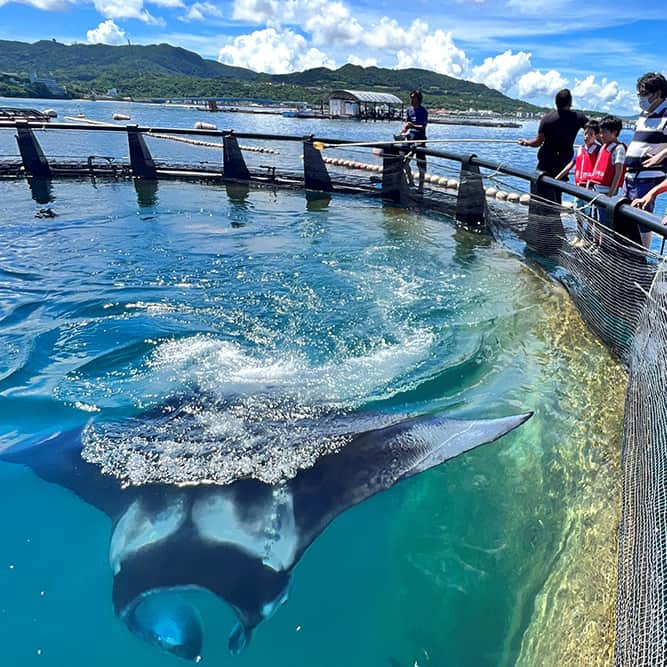 Okinawa Marriott Resort & Spa 【公式】のインスタグラム：「【マンタやサメの飼育観察体験ツアー付宿泊プラン】で、 水族館とはひと味違う大迫力のネイチャーショーを。  沖縄美ら海水族館のすぐ近くで開催されている、 マンタやサメの飼育観察体験ツアー付きのツアーの 予約をスタートしました。  美しい海の上で、 飼育スタッフの解説を聞きながら、観察したり、 サメやエイへのエサをやったり。  子どもから大人まで、 貴重な体験になること間違いなし！  体験後は車で10分の美ら海水族館へ。 ツアーには、水族館の入場チケットなどの特典もセットになっています。  アクティビティについて詳しくは、  @okinawa.oriental.hotel プロフィールから ウェブサイトをご確認ください。  Our latest accommodation plan includes a Manta & Shark Breeding Observation experience tour. This is a show quite different from an aquarium.  There is a manta ray and shark breeding tour available very close to Okinawa Churaumi Aquaium which we have included as an experience for an accommodation plan. You will be able to watch and feed sharks and rays right out on the ocean while listening to a explanation from the staff who work there. There is no doubt this will be a valuable educational experience for everyone from children to adults!  Admission tickets for Churaumi Aquarium are also included as a benefit of the tour. As it is only 10 minutes away by car, we recommend you go there after the tour.  #美ら海水族館マンタ #沖縄マンタ  #美ら海水族館ツアー #沖縄おすすめアクティビティ #沖縄 #okinawa #やんばる #yanbaru  #沖縄旅行 #okinawatrip #沖縄観光 #名護  #沖縄大好き #家族旅 #女子旅  #女子旅行 #夫婦旅行 #記念日旅行  #沖縄ホテル #リゾートホテル  #オリエンタルホテル沖縄 #orientalhotelokinawa  #オリエンタルホテル #orientalhotel #ikyu_travel」