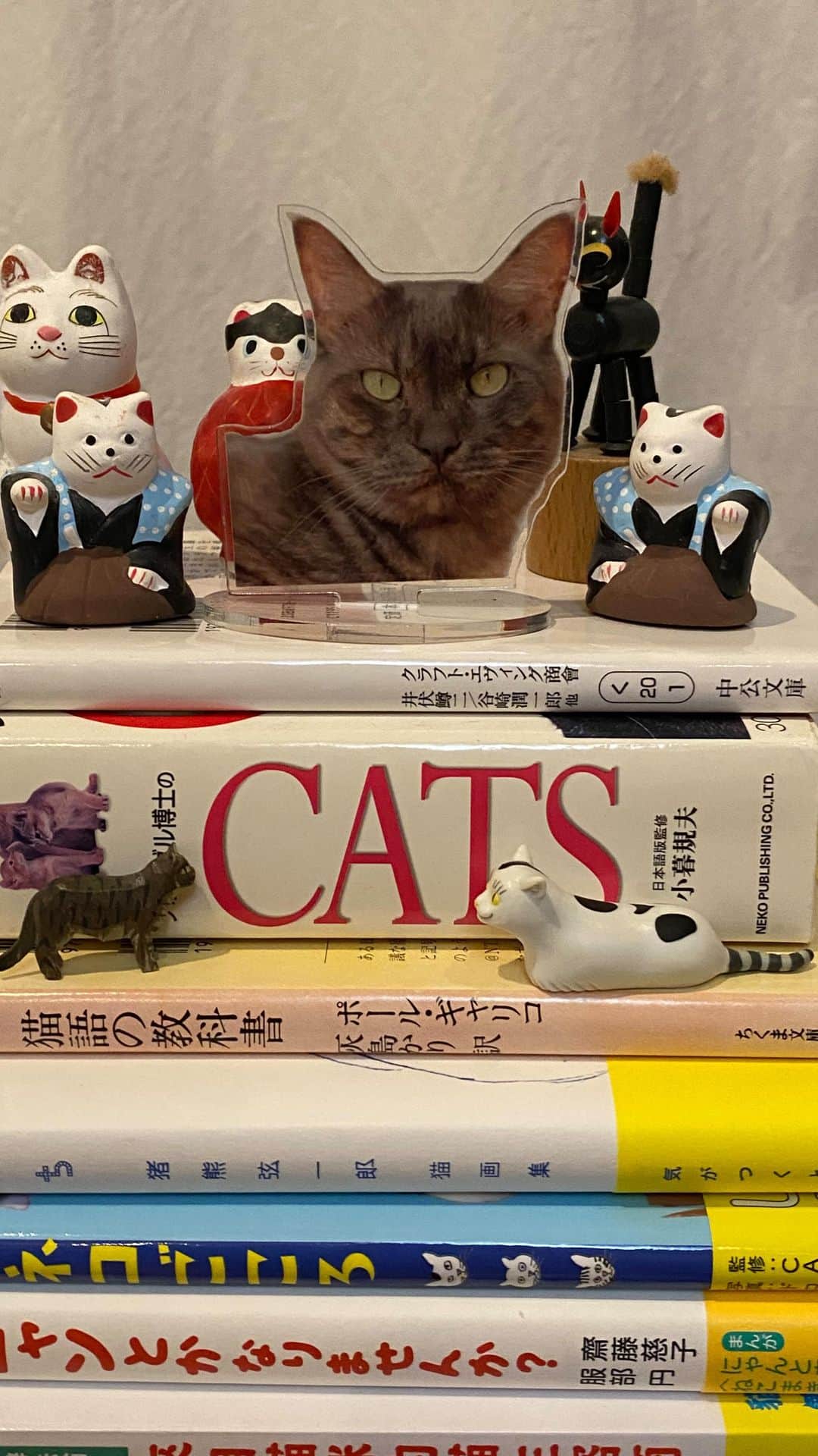 服部円のインスタグラム：「フライング猫の日ライブ🐈 #猫の日」