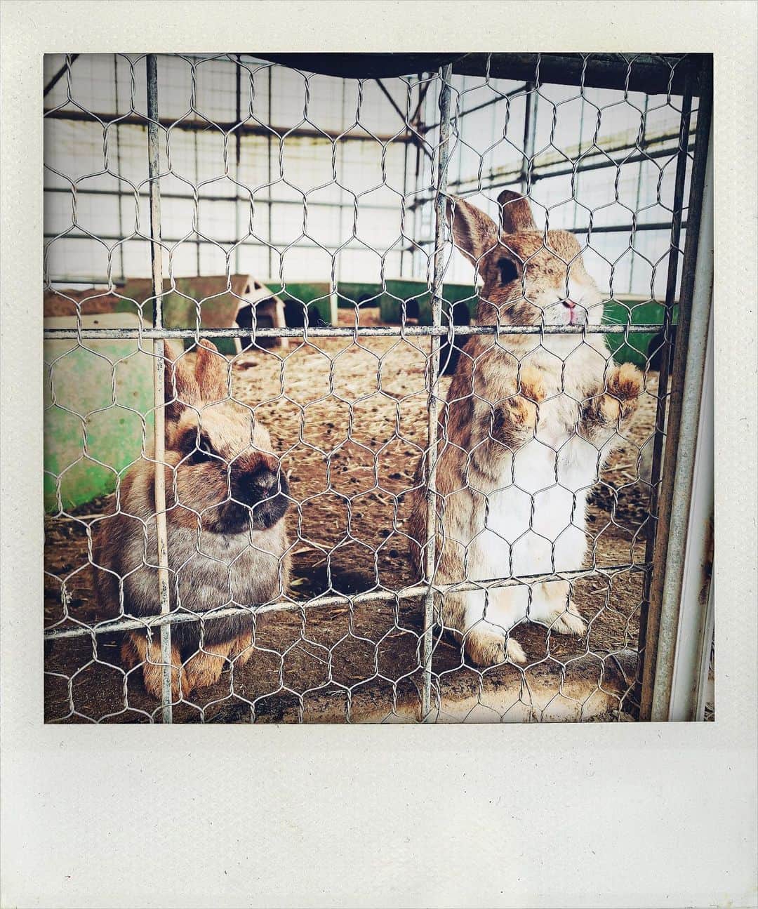 川奈栞 川奈栞さんのインスタグラム写真 - (川奈栞Instagram)「🐰visited beautiful farm with flowers
