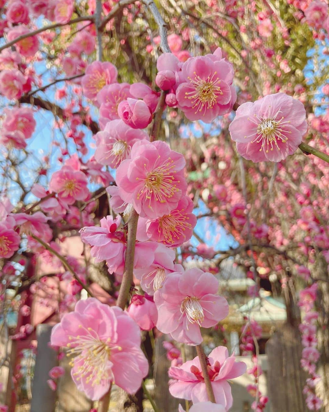 寺山葵さんのインスタグラム写真 - (寺山葵Instagram)「#梅まつり に行ってきました💓✨ 所々綺麗に咲き誇っていて 梅の香りとともに 季節を感じられました😌💕✨  祖母に「梅まつりに一緒に行こう。」と電話で誘うと 「いも？…芋まつりがい？」と聞き間違いをする声に、 大笑いをしてしまいました😂✨  本当に昔からお茶目で可愛らしい祖母です🥰❤️  #亀戸天神 #亀戸天神社   #梅まつり #梅 #plum」2月18日 22時57分 - a.terayama