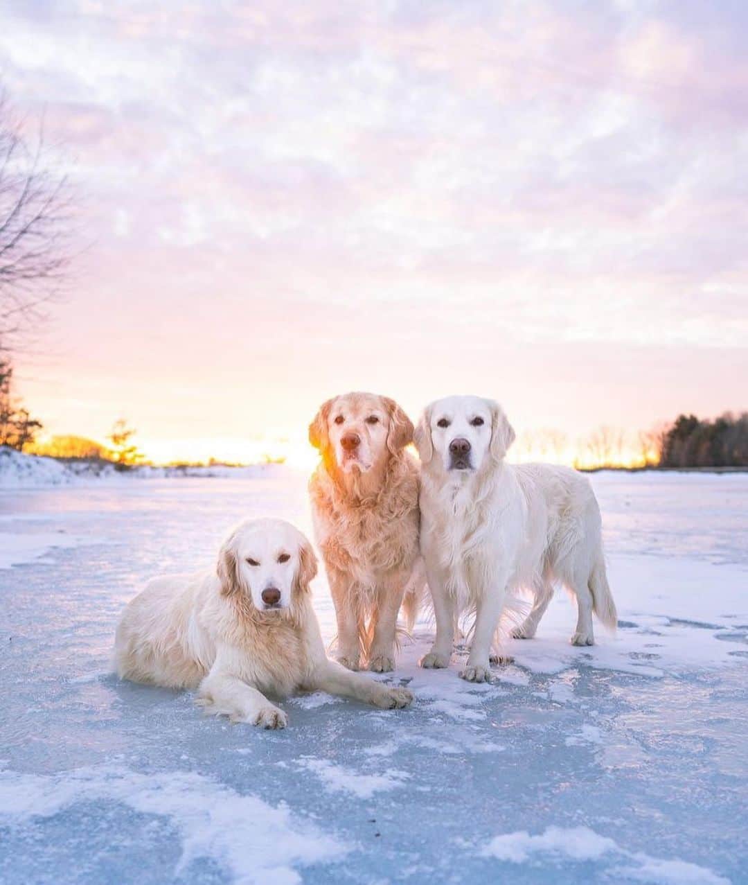 Bolt and Keelのインスタグラム：「These Wild Goldens live for the Michigan adventure 🌊🌲  @adventrapets ➡️ @wildgoldens  —————————————————— Follow @adventrapets to meet cute, brave and inspiring adventure pets from all over the world! 🌲🐶🐱🌲  • TAG US IN YOUR POSTS to get your little adventurer featured! #adventrapets ——————————————————」