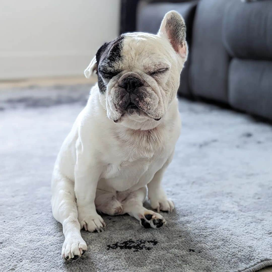 Manny The Frenchieのインスタグラム：「Sometimes I fall asleep sitting up when mom isn't paying attention to me... It gets me sympathy and she stops what she's doing to come give me cuddles. Works every time. 😏」