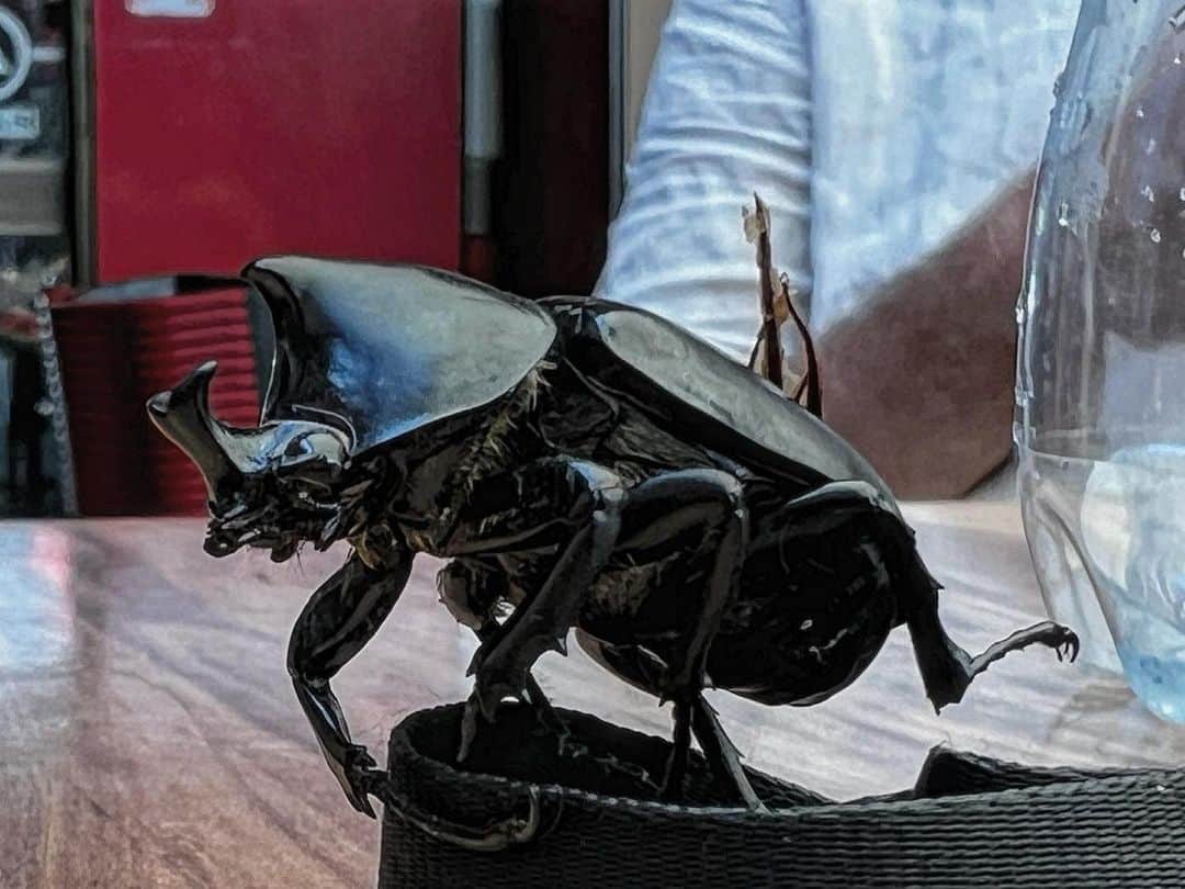 のインスタグラム：「Nightmares are real. I wish these grew bigger. Like the size of an actual rhino.」