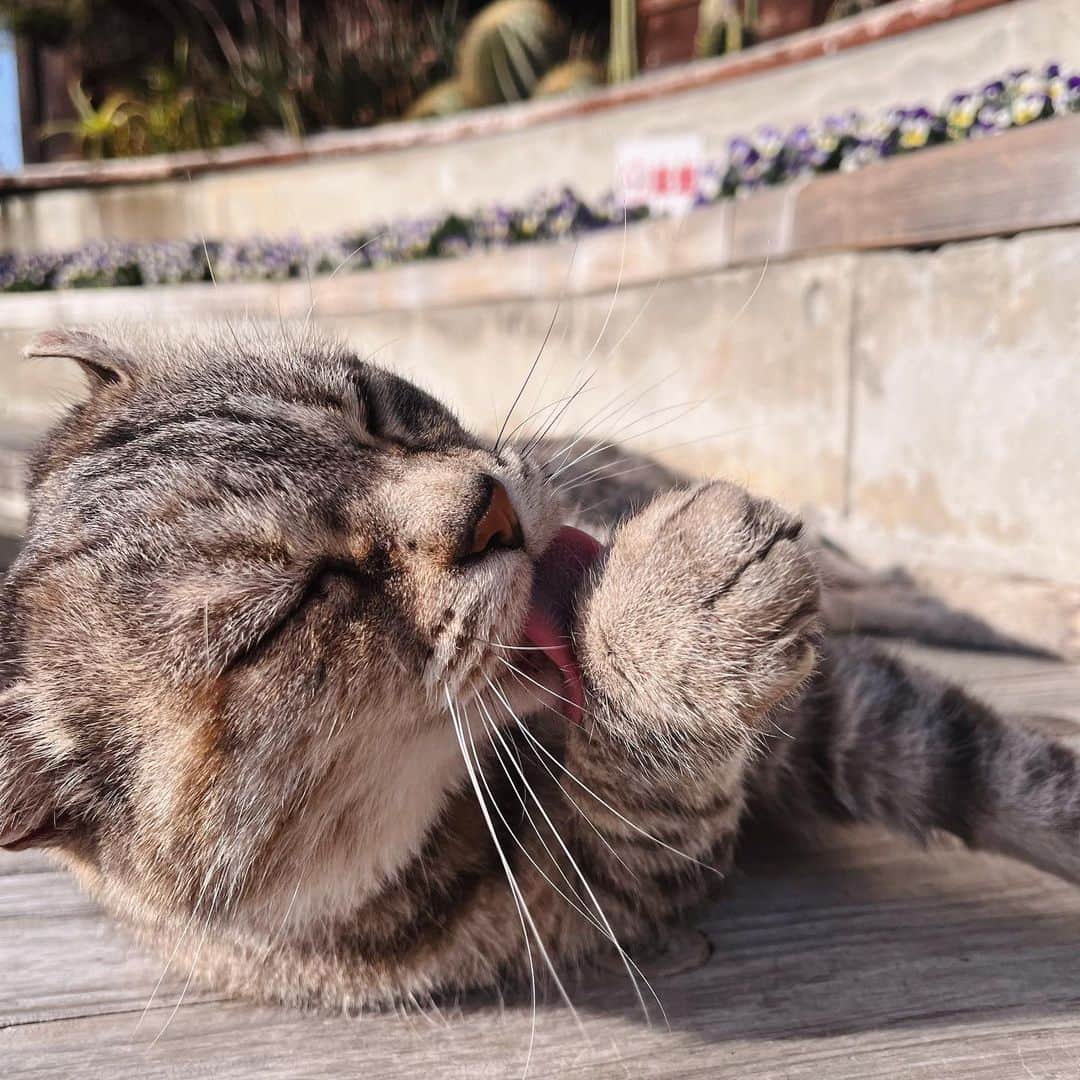 神田聖さんのインスタグラム写真 - (神田聖Instagram)「猫に癒された日でした🐈」3月19日 20時27分 - hiziri0323