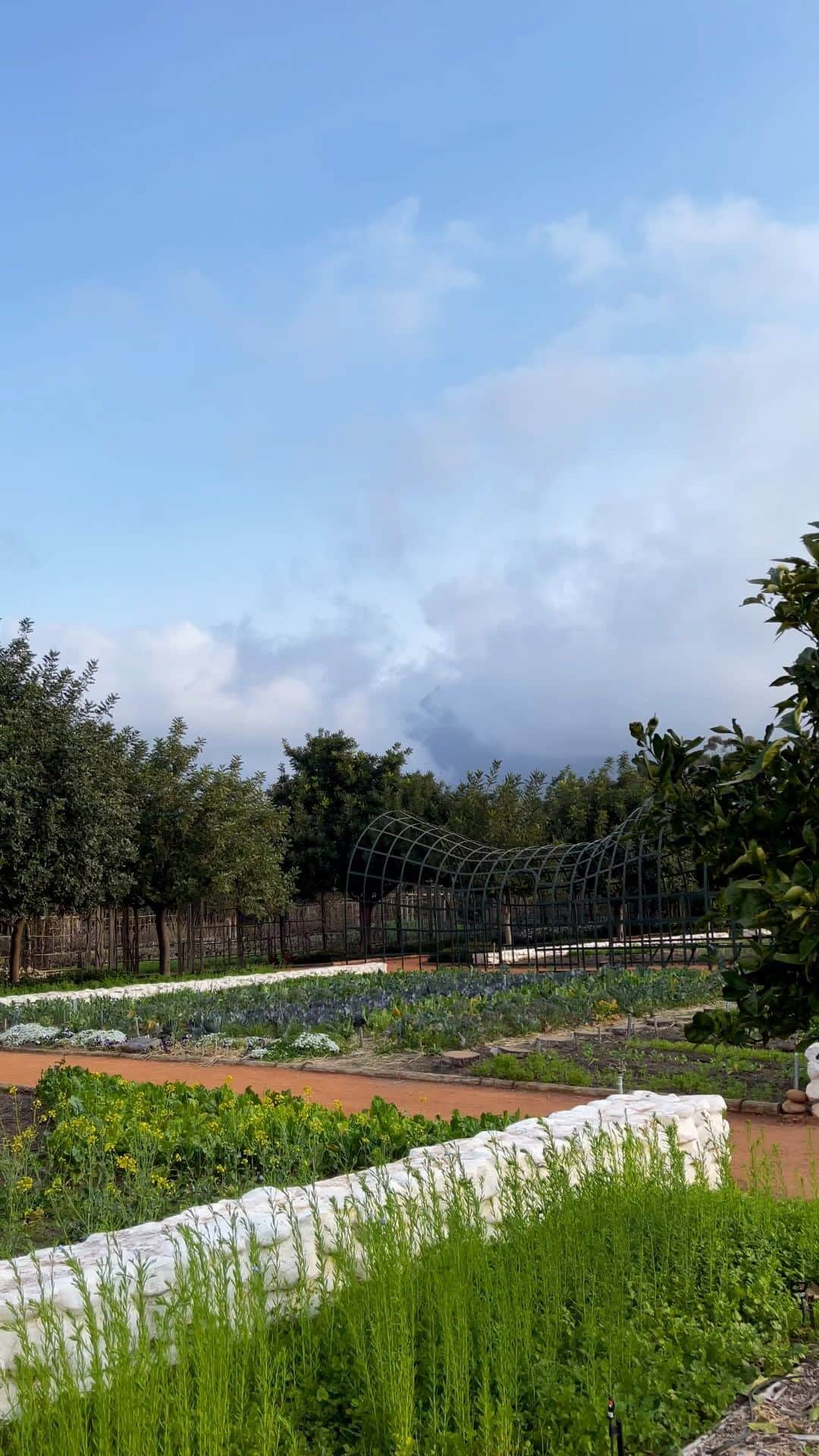 ミケラ・デュ・トイのインスタグラム：「Memories of @babylonstoren in Spring   #winevalley #southafrica #babylonstoren #gardens」