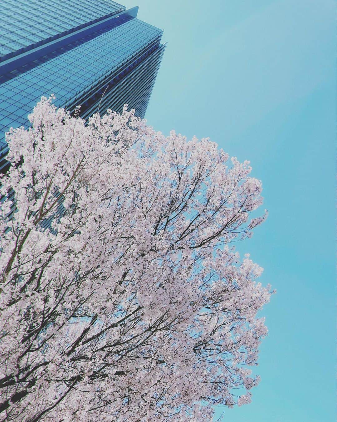 進藤あまねのインスタグラム：「春を見つけました🌸  #ねすぐらむ」