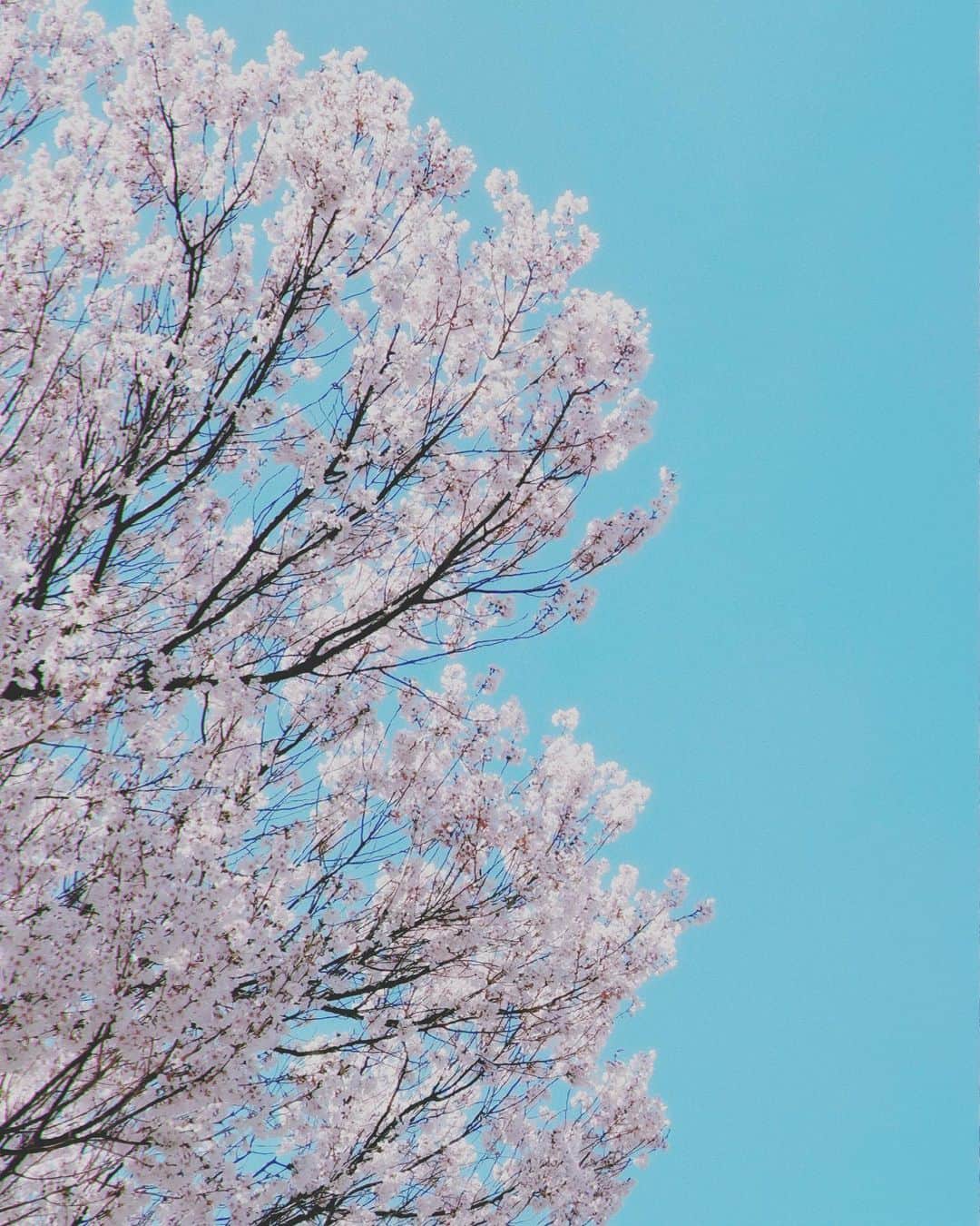 進藤あまねさんのインスタグラム写真 - (進藤あまねInstagram)「春を見つけました🌸  #ねすぐらむ」3月19日 21時08分 - amane_shindo_official