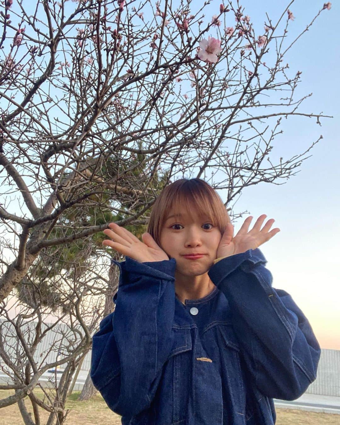 山中日菜美さんのインスタグラム写真 - (山中日菜美Instagram)「一部咲き」3月19日 21時03分 - hnm__n