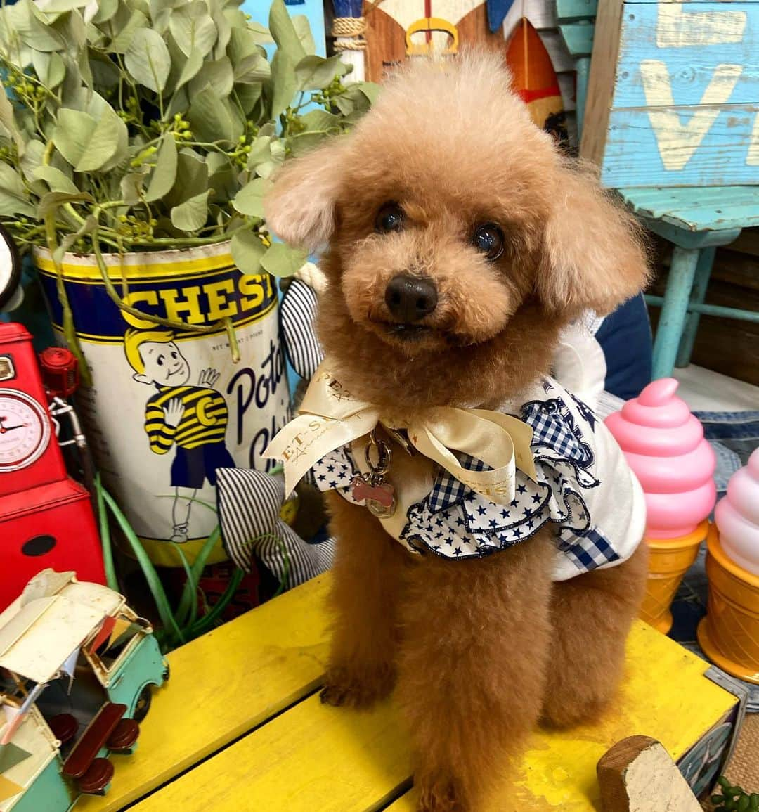 日々野真理のインスタグラム：「ココアくん🐶  トリミングからの、お洋服をゲットで 最高にご機嫌です❤️  @petspa_komazawa  @snobbishbabies_komazawa   #トリミング #犬の服  #トイプードル #15歳の犬 #駒沢STARの誕生だ #snobbishbabies駒沢 #asknowasdewan #パーティーハット欲しい」