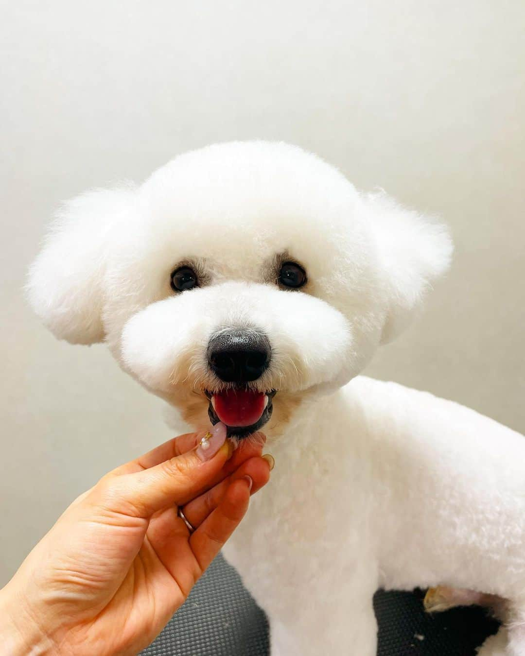 doghug (ドッグハグ) 豊洲本店さんのインスタグラム写真 - (doghug (ドッグハグ) 豊洲本店Instagram)「ビジョンちゃんのテディベアカット🧸💕  #BLISS #bliss #豊洲 #勝どき #広尾 #仔犬 #子犬 #プードル #ふわもこ部 #ワンコなしでは生きていけません会 #犬バカ部 #もふもふ #トリマー #トリミングサロン #トリミング #グルーミング #トレーニング #クリニック #しつけ #トリマー募集中 #豊洲トリマー #広尾トリマー #東京トリマー求人  #渋谷トリマー募集中  #ビションフリーゼ #ビションフリーゼカット #テディベアカット」3月19日 21時23分 - bliss.trimming