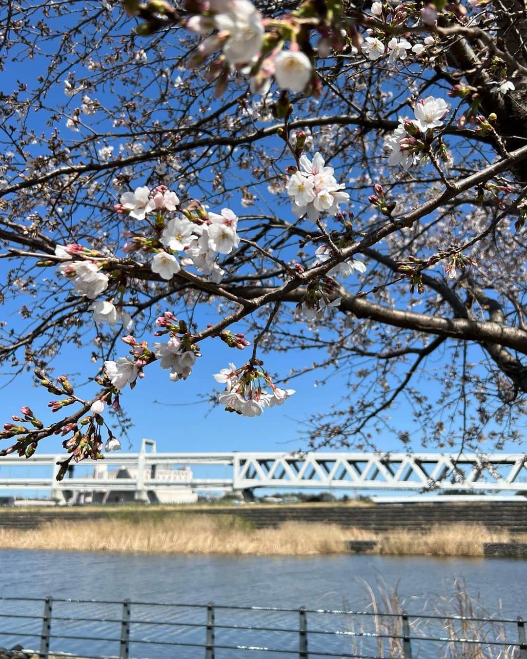 多胡安那のインスタグラム：「今年初のお花見は水辺のソメイヨシノでした。  #気象予報士 #お花見 #桜シーズン到来 #桜開花」